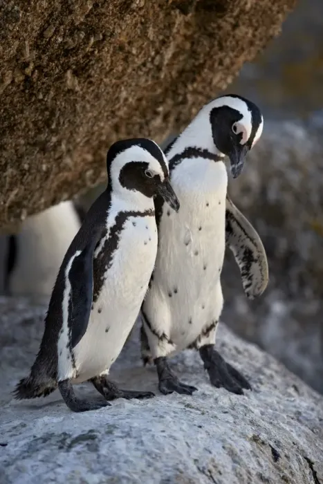 Framed Print : African Penguin (Spheniscus demersus) pair, Simons Town, near Cape Town, South Africa Framed Print : African Penguin (Spheniscus demersus) pair, Simons Town, near Cape Town, South Africa