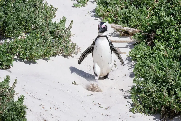 Framed Print : African Penguin (Spheniscus demersus) walking on sand at Boulder's Beach, Cape Town, South Africa, Africa Framed Print : African Penguin (Spheniscus demersus) walking on sand at Boulder's Beach, Cape Town, South Africa, Africa