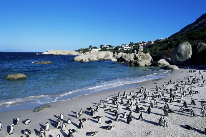 Framed Print : African penguins at Boulder beach in Simons town Framed Print : African penguins at Boulder beach in Simons town
