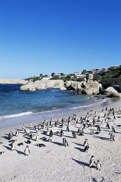 African penguins at Boulder beach in Simons town