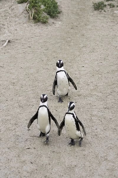 African penguins (Jackass penguins) on Boulders Beach, Simons Town, Cape Town, Western Cape