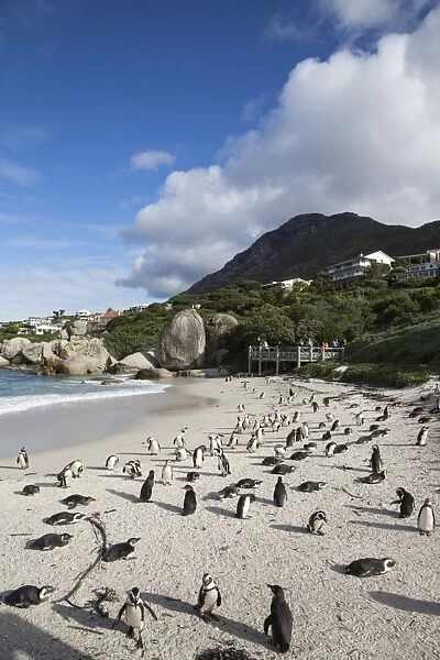 African penguins (Spheniscus demersus) on Foxy Beach, Table Mountain National Park