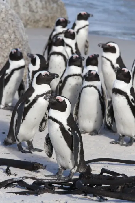 Framed Print : African penguins (Spheniscus demersus), Table Mountain National Park, Cape Town, South Africa, Africa Framed Print : African penguins (Spheniscus demersus), Table Mountain National Park, Cape Town, South Africa, Africa