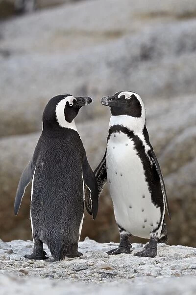 Two African penguins (Spheniscus demersus) pair, Simons Town, South Africa, Africa