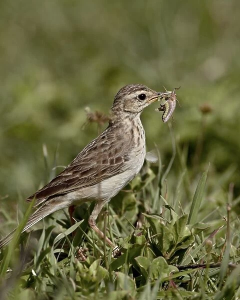 African pipit (grassland pipit) (grassveld pipit) (Anthus cinnamomeus) with a grasshopper