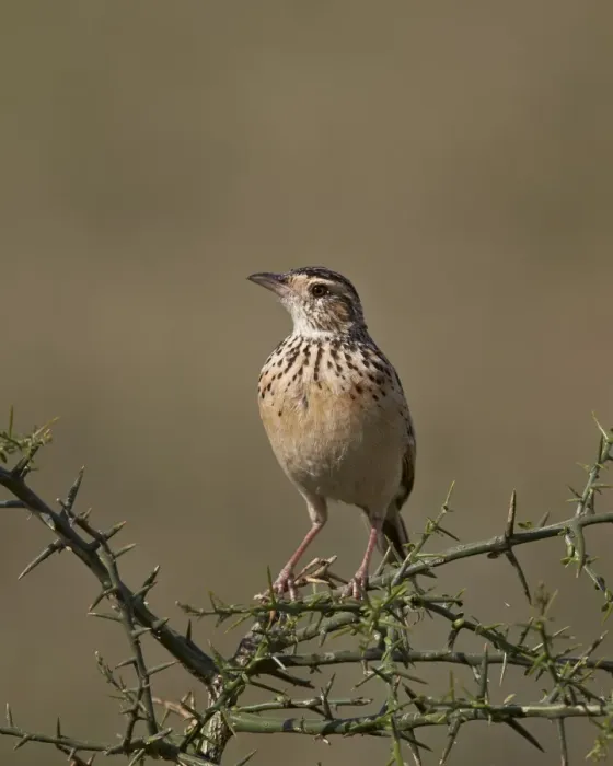 Framed Print : African pipit (grassland pipit) (grassveld pipit) (Anthus cinnamomeus), Ngorongoro