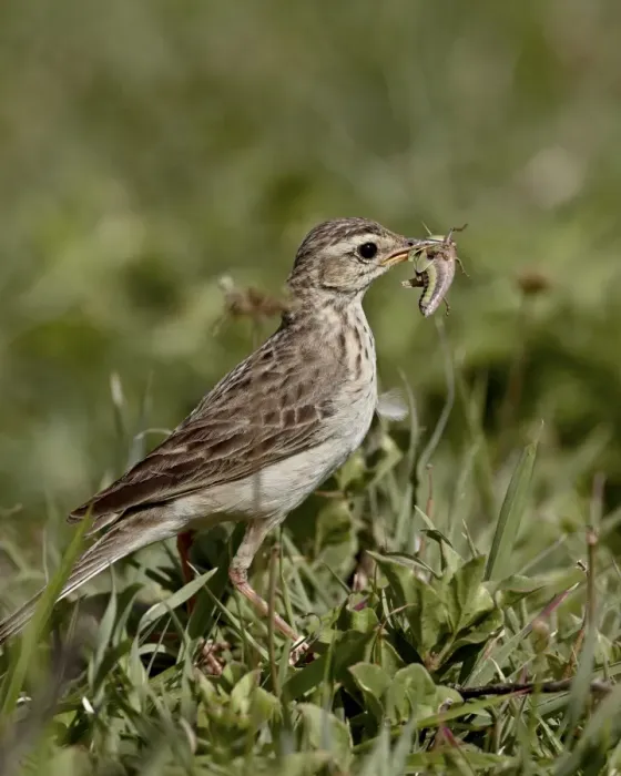 Framed Print : African pipit (grassland pipit) (grassveld pipit) (Anthus cinnamomeus) with a grasshopper Framed Print : African pipit (grassland pipit) (grassveld pipit) (Anthus cinnamomeus) with a grasshopper