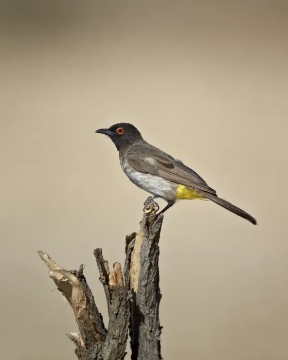Framed Print : African red-eyed bulbul (black-fronted bulbul) (Pycnonotus nigricans), Kgalagadi Transfrontier Park, encompassing the former Kalahari Gemsbok National Park, South Africa, Africa Framed Print : African red-eyed bulbul (black-fronted bulbul) (Pycnonotus nigricans), Kgalagadi Transfrontier Park, encompassing the former Kalahari Gemsbok National Park, South Africa, Africa
