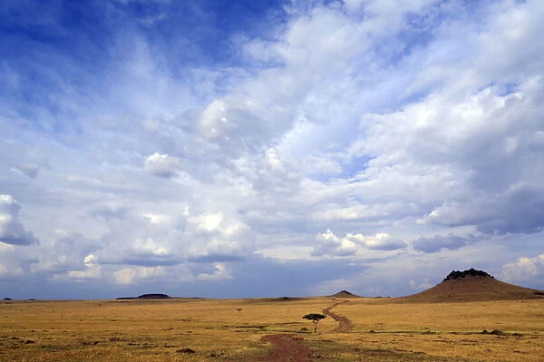 African savanna, golden plains against blue sky with clouds, Masai Mara Game Reserve