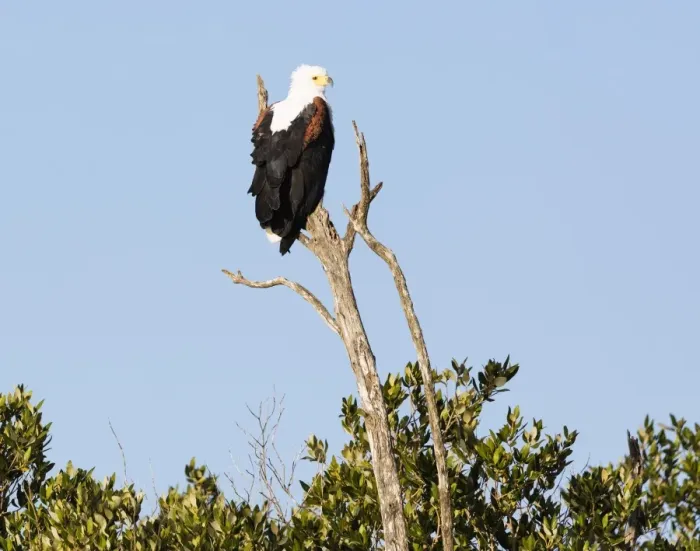 Framed Print : African sea eagle (Haliaeetus vocifer), Isimangaliso Greater St. Lucia Wetland Park