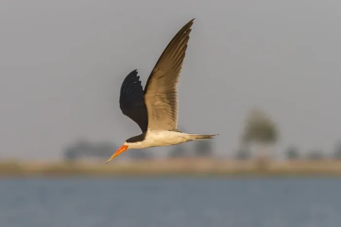 Framed Print : African skimmer (Rynchops flavirostris), in flight, Chobe National Park, Botswana, Africa Framed Print : African skimmer (Rynchops flavirostris), in flight, Chobe National Park, Botswana, Africa