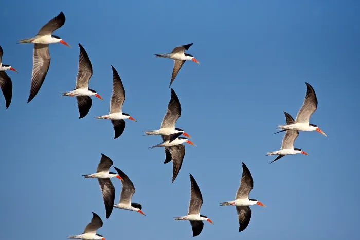 Framed Print : African skimmer (Rynchops flavirostris) in flight, River Chobe, Botswana, Africa Framed Print : African skimmer (Rynchops flavirostris) in flight, River Chobe, Botswana, Africa