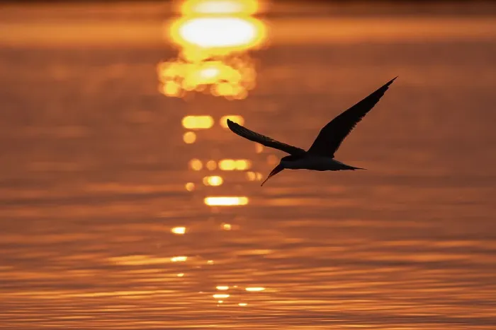 Framed Print : African skimmer (Rynchops flavirostris) at sunset, Chobe National Park, Botswana, Africa Framed Print : African skimmer (Rynchops flavirostris) at sunset, Chobe National Park, Botswana, Africa