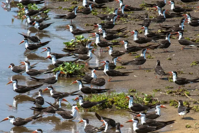 Framed Print : African skimmers along the Nile River, Murchison Falls National Park, Uganda, East Africa, Africa Framed Print : African skimmers along the Nile River, Murchison Falls National Park, Uganda, East Africa, Africa