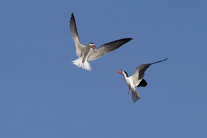 Framed Print : African skimmers (Rynchops flavirostris) displaying, Chobe National Park, Botswana, Africa Framed Print : African skimmers (Rynchops flavirostris) displaying, Chobe National Park, Botswana, Africa