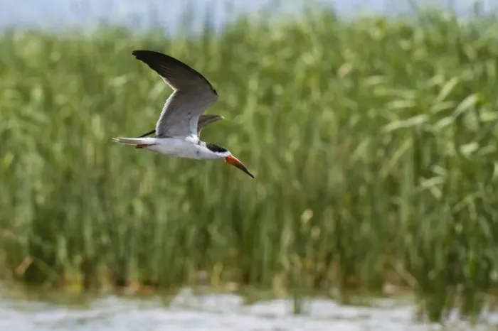 Framed Print : African skimmers (Rynchops flavirostris) in flight over Lake Gipe, Tsavo, Kenya, East Africa Framed Print : African skimmers (Rynchops flavirostris) in flight over Lake Gipe, Tsavo, Kenya, East Africa