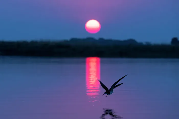 Framed Print : African skimmers (Rynchops flavirostris) at sunset, Chobe National Park, Botswana, Africa Framed Print : African skimmers (Rynchops flavirostris) at sunset, Chobe National Park, Botswana, Africa
