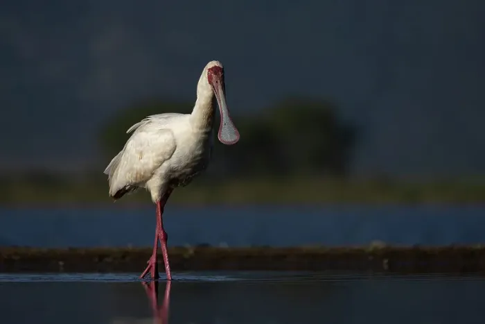 Framed Print : African spoonbill (Platalea alba), Zimanga game reserve, South Africa, Africa Framed Print : African spoonbill (Platalea alba), Zimanga game reserve, South Africa, Africa