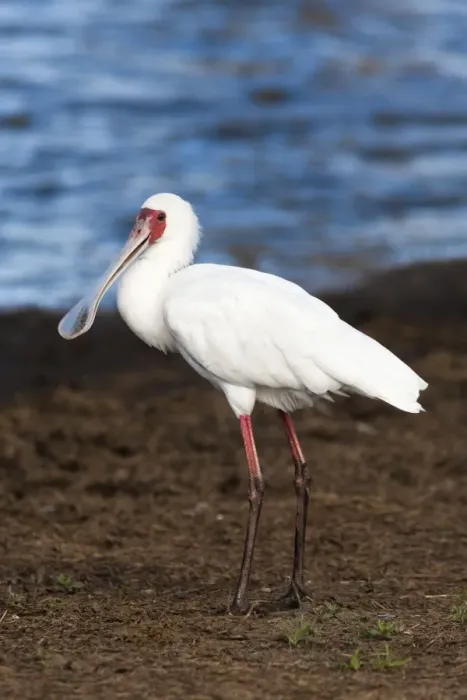 Framed Print : African spoonbill (Platalea alba), Kruger National Park, South Africa, Africa Framed Print : African spoonbill (Platalea alba), Kruger National Park, South Africa, Africa
