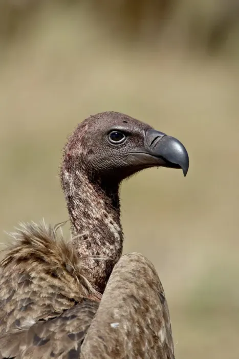 Framed Print : African white-backed vulture (Gyps africanus), Masai Mara National Reserve