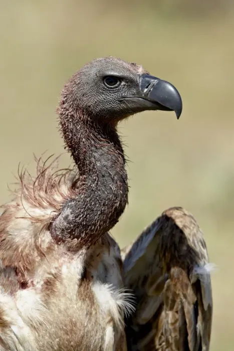 Framed Print : African white-backed vulture (Gyps africanus), Masai Mara National Reserve
