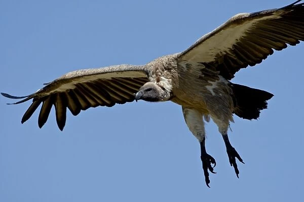 African white-backed vulture (Gyps africanus) on final approach, Masai Mara National Reserve
