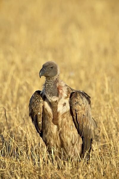 African white-backed vulture (Gyps africanus), Masai Mara National Reserve