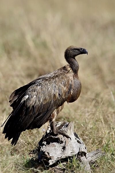 African white-backed vulture (Gyps africanus) with a full crop, Masai Mara National Reserve