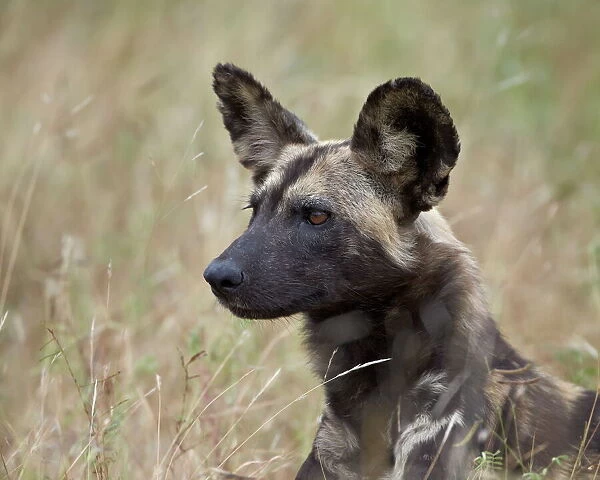 African wild dog (African hunting dog) (Cape hunting dog) (Lycaon pictus), Kruger National Park, South Africa, Africa