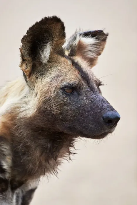 Framed Print : African wild dog (African hunting dog) (Cape hunting dog) (Lycaon pictus), Kruger National Park Framed Print : African wild dog (African hunting dog) (Cape hunting dog) (Lycaon pictus), Kruger National Park