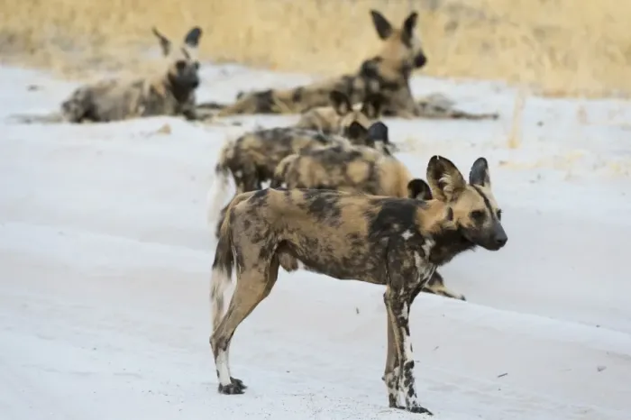 Framed Print : African wild dog (Lycaon pictus), Savuti, Chobe National Park, Botswana, Africa Framed Print : African wild dog (Lycaon pictus), Savuti, Chobe National Park, Botswana, Africa