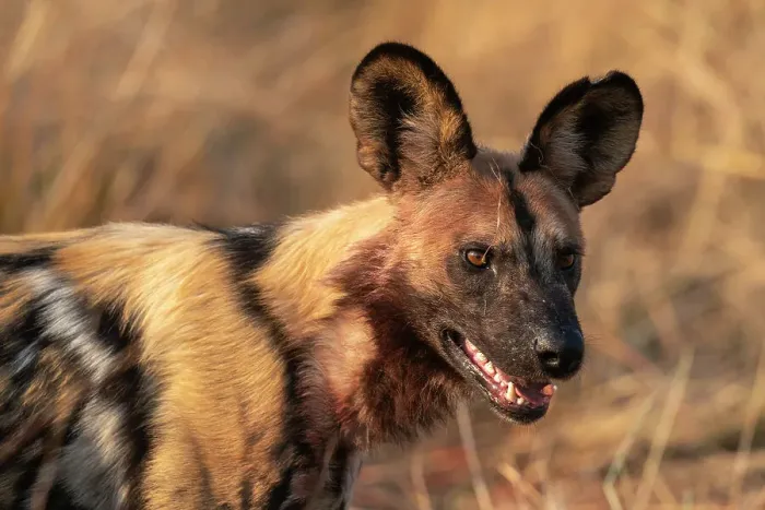 Framed Print : African wild dog (Lycaon pictus), Okavango Delta, Botswana, Africa Framed Print : African wild dog (Lycaon pictus), Okavango Delta, Botswana, Africa