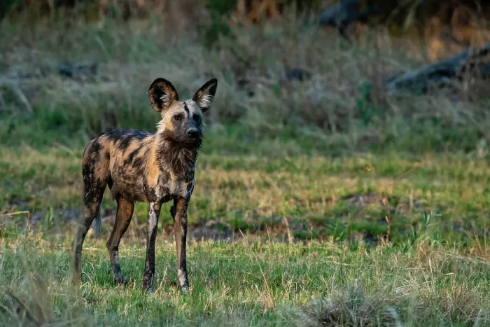 Framed Print : African wild dog (Lycaon pictus), Khwai, Okavango Delta, Botswana, Africa Framed Print : African wild dog (Lycaon pictus), Khwai, Okavango Delta, Botswana, Africa