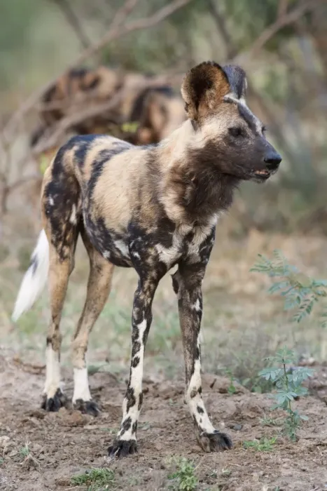 Framed Print : African wild dog (Lycaon pictus), Kruger National Park, South Africa, Africa Framed Print : African wild dog (Lycaon pictus), Kruger National Park, South Africa, Africa