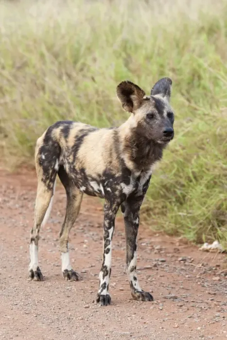 Framed Print : African wild dog (Lycaon pictus), Kruger National Park, South Africa, Africa Framed Print : African wild dog (Lycaon pictus), Kruger National Park, South Africa, Africa