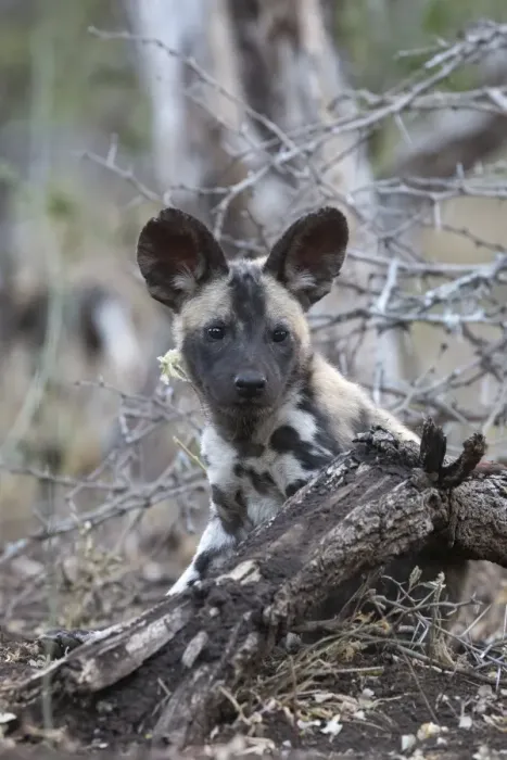 Framed Print : African wild dog pup (Lycaon pictus), Zimanga private game reserve, KwaZulu-Natal Framed Print : African wild dog pup (Lycaon pictus), Zimanga private game reserve, KwaZulu-Natal