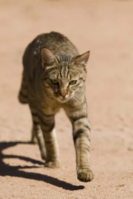 Framed Print : African wildcat (Felis libyca) Framed Print : African wildcat (Felis libyca)