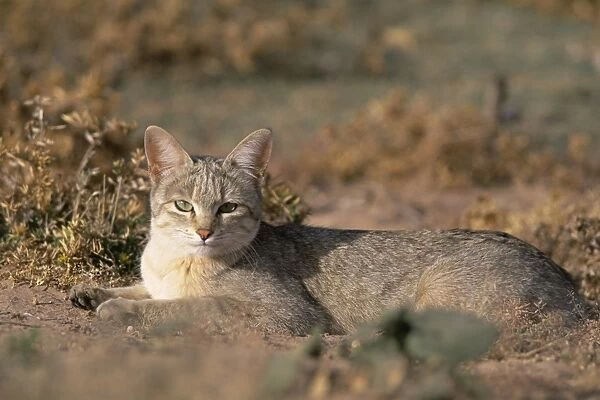 African wildcat (Felis lybica) Kgalagadi Transfrontier Park