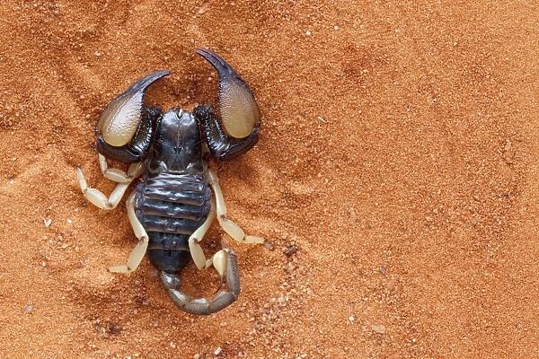 African yellow leg scorpion (Opistophthalmus carinatus), Tswalu Kalahari Game Reserve, Northern Cape, South Africa, Africa