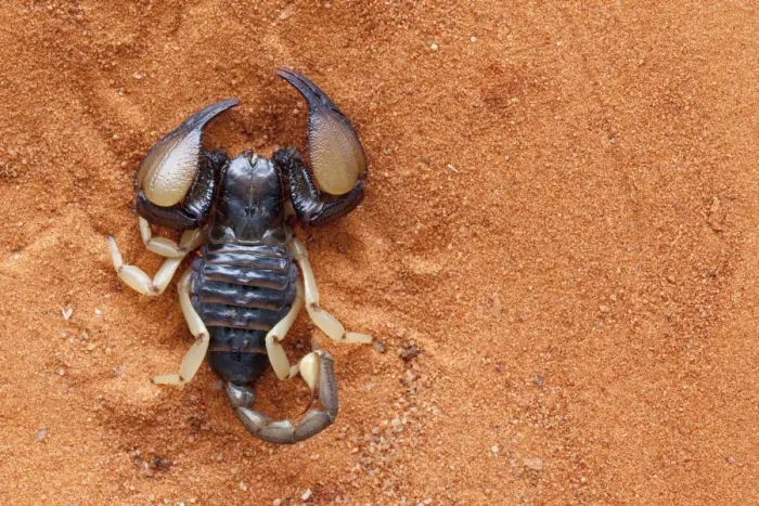 Framed Print : African yellow leg scorpion (Opistophthalmus carinatus), Tswalu Kalahari Game Reserve, Northern Cape, South Africa, Africa Framed Print : African yellow leg scorpion (Opistophthalmus carinatus), Tswalu Kalahari Game Reserve, Northern Cape, South Africa, Africa
