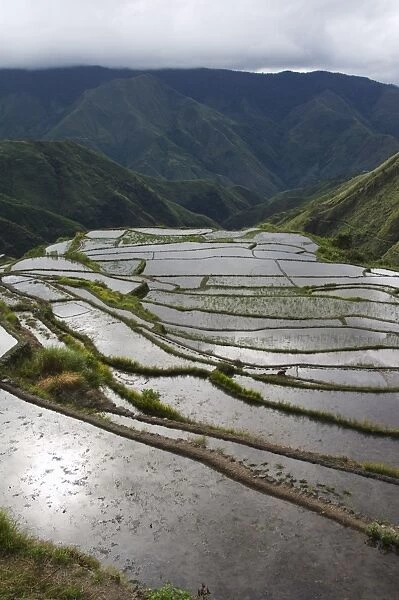 Afternoon sunshine reflected on water filled rice terraces
