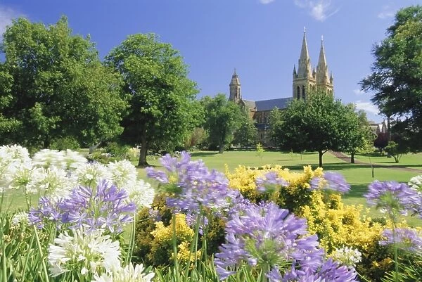 Agapanthus flowers and St. Peters Anglican Cathedral, Adelaide, South Australia