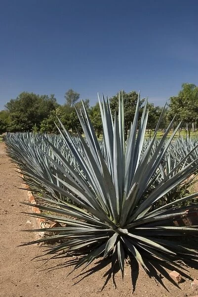 Agave plants from which tequila is made, Hacienda San Jose del Refugio