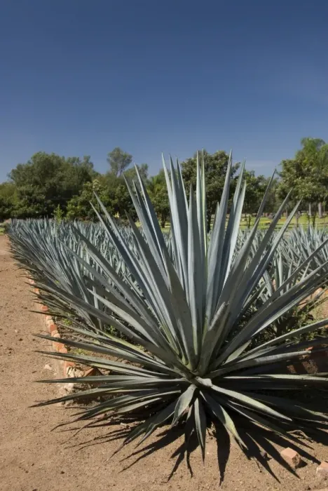 Framed Print : Agave plants from which tequila is made, Hacienda San Jose del Refugio Framed Print : Agave plants from which tequila is made, Hacienda San Jose del Refugio