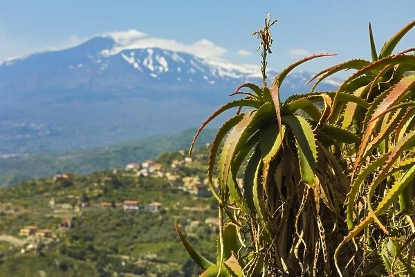 Agave succulent plant and active volcano 3350m Mount Etna seen at this northeast tourist town, Taormina, Catania Province, Sicily, Italy, Mediterranean, Europe