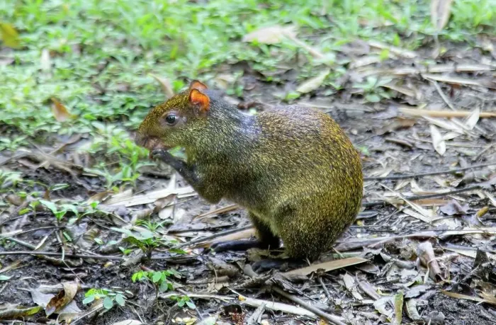 Framed Print : An Agouti, rodent related to guinea pigs, common in Middle and South America, Ecuador, South America Framed Print : An Agouti, rodent related to guinea pigs, common in Middle and South America, Ecuador, South America