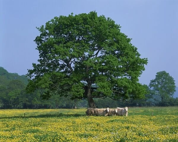 Agricultural landscape of cows beneath an oak tree in a field of buttercups in England