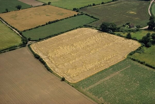 Agricultural landscape on Essex Suffolk border, England, United Kingdom, Europe