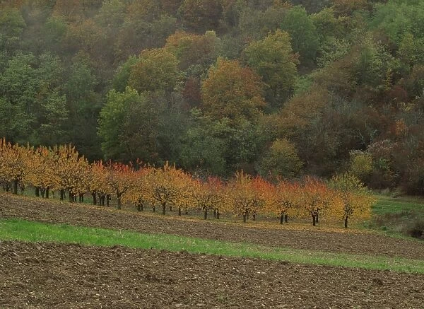 Agricultural landscape of fields and trees in autumn near Irancy in Burgundy