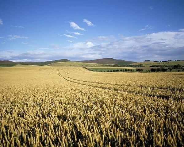 Agricultural landscape, north of Rothbury, Northumberland, England, United Kingdom